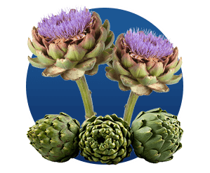 Cynara Scolymus